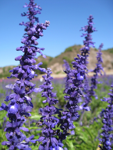 點擊新窗口打開