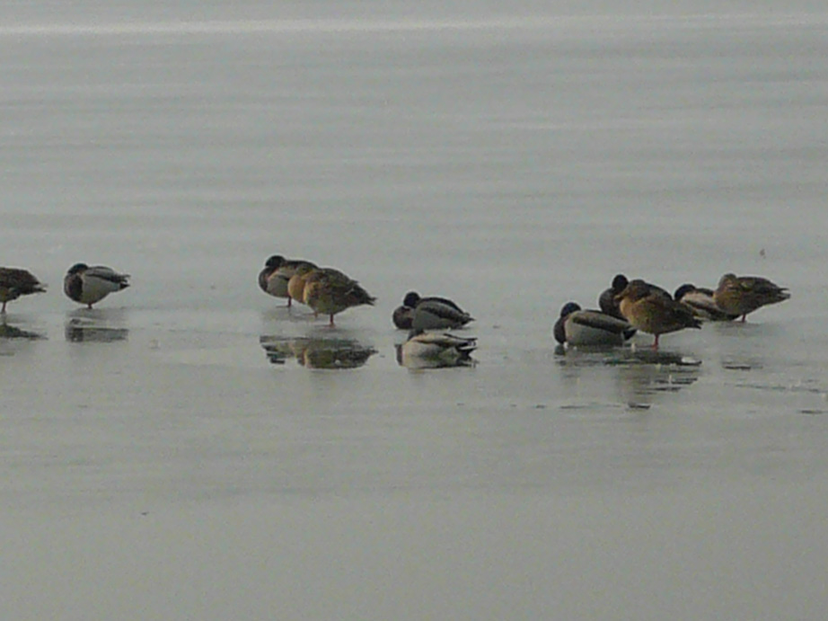 點擊新窗口打開